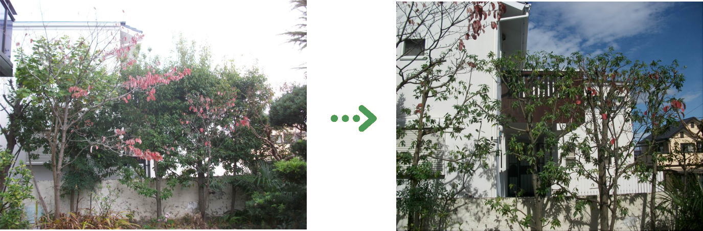 植栽管理の施工前と施工後